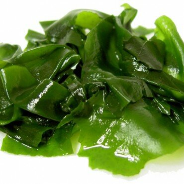 Wakame (Japans Krulwier)